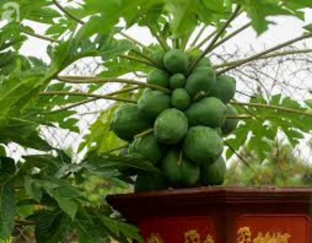 Hạt giống đu đủ bonsai túi 5 hạt chất lượng cao - dễ trồng.