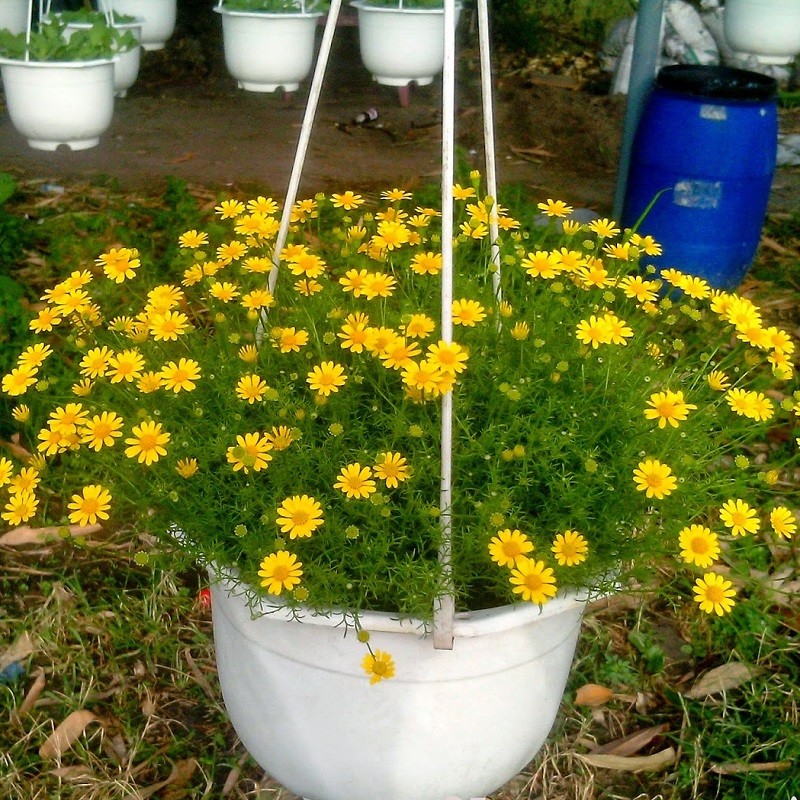 HẠT HOA CÚC SAO BĂNG - GÓI 0,5 GRAM