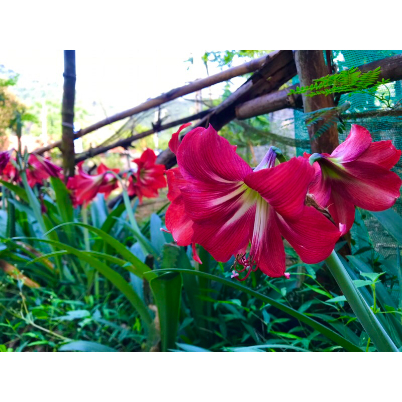 Củ giống hoa huệ đỏ - Giống Hoa Cảnh Nhập Khẩu