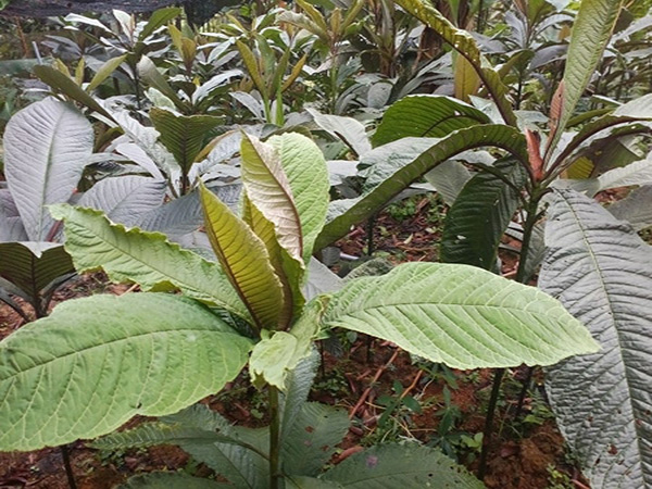 cây giống cây khôi nhung (khôi tía)