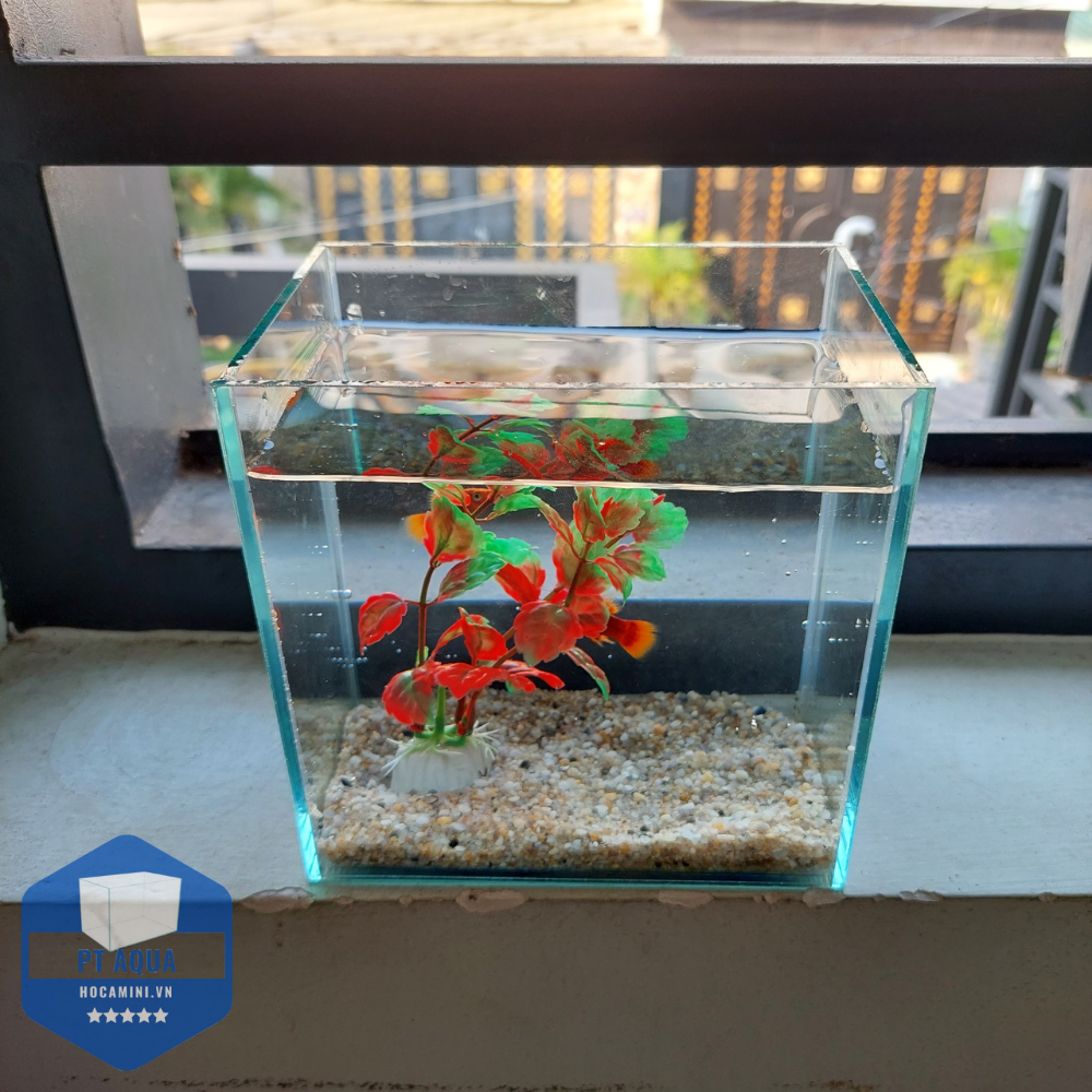 Bể cá mini Betta nhỏ xinh để bàn