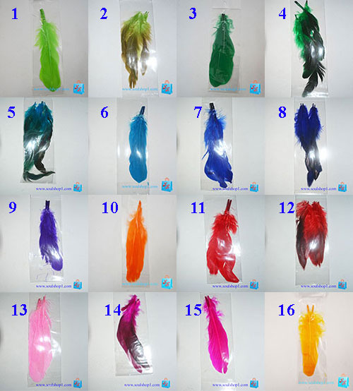Lông vũ dài: lông cánh / lông đuôi dài khoảng 20 cm