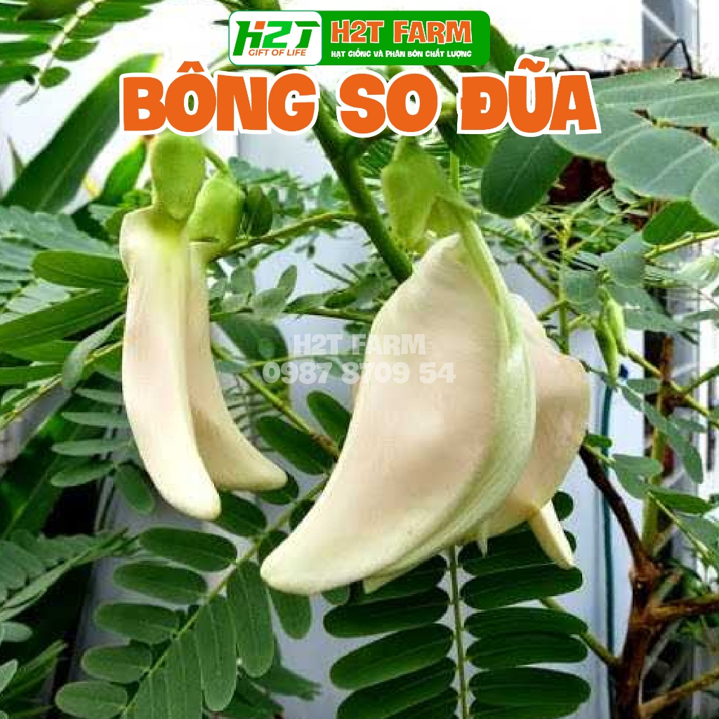 Hạt giống bông so đũa, bông sua đũa - h2t farm