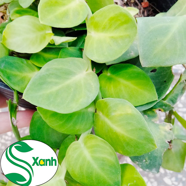 Giảm giá Cây tắc kè thái leo tường - cây thằn lằn thái - Mua Thông ...