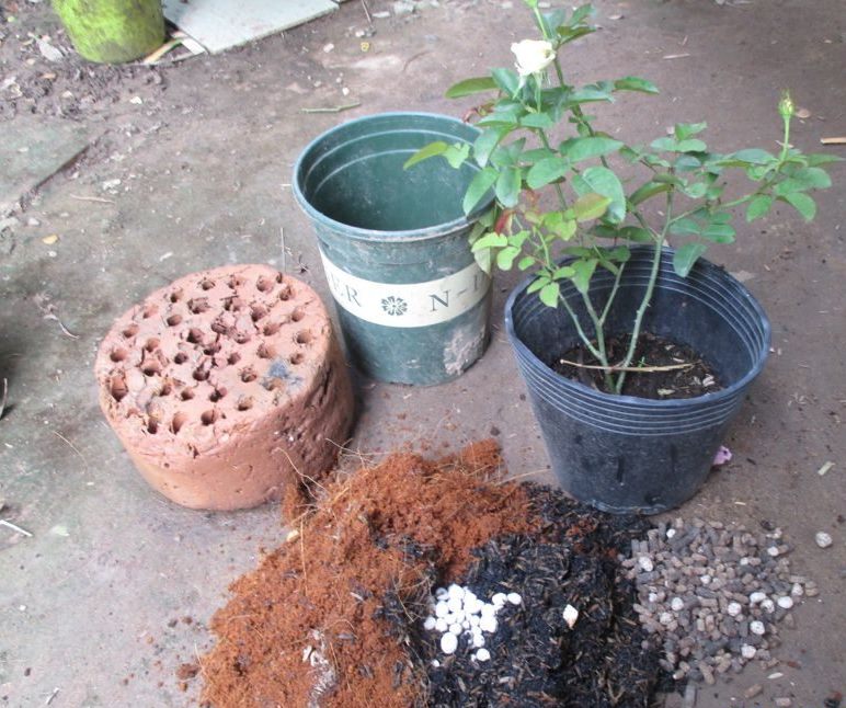 Rice Husk - Rice Husk for Planting