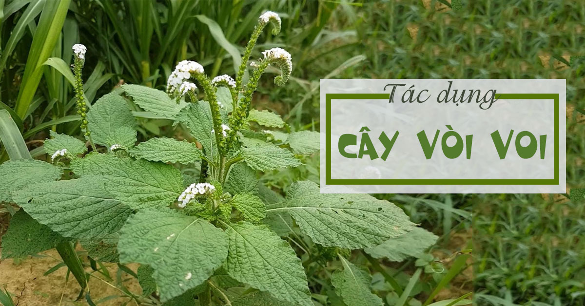 Cây vòi voi phơi khô 1 ký