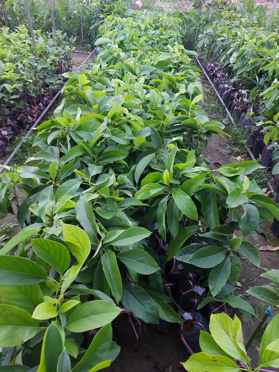 CÂY BƠ 034 GIỐNG CÂY KINH TẾ