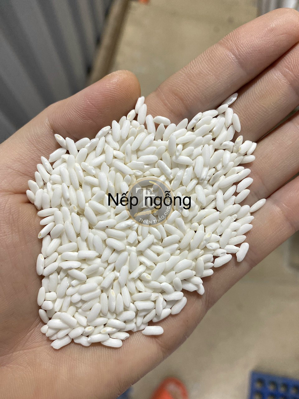 Gạo nếp Ngỗng dẻo mềm thơm ngon 10kg HCM