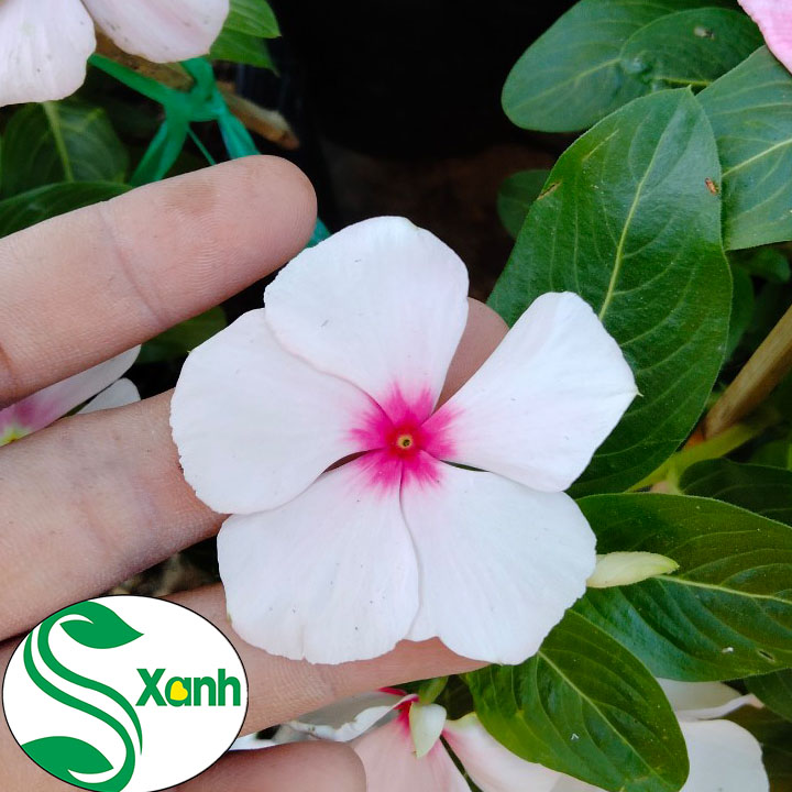 Hoa Dừa Siêu Bông