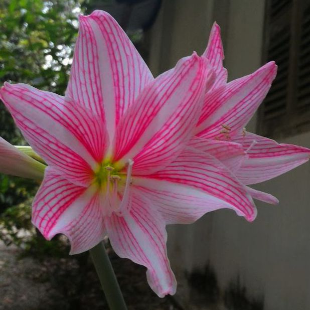 Combo 6 Củ Hoa Lan Huệ (hoa lan huệ đơn)