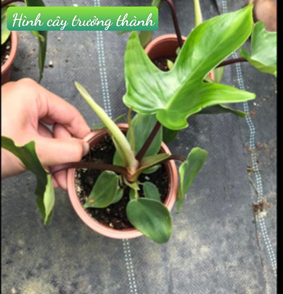 Én Xanh( Philodendron Florida Beauty)