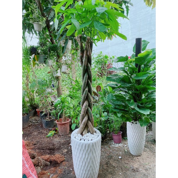 Chậu Kim Ngân Thắt Bính Lớn