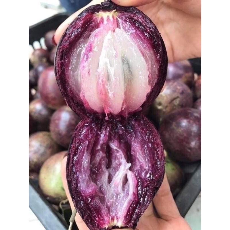 CÂY VÚ SỮA MICA (THƠM NGON VỎ MỌNG)
