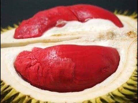 Cây giống sầu riêng ruột đỏ (siêu sớm cây tốt)
