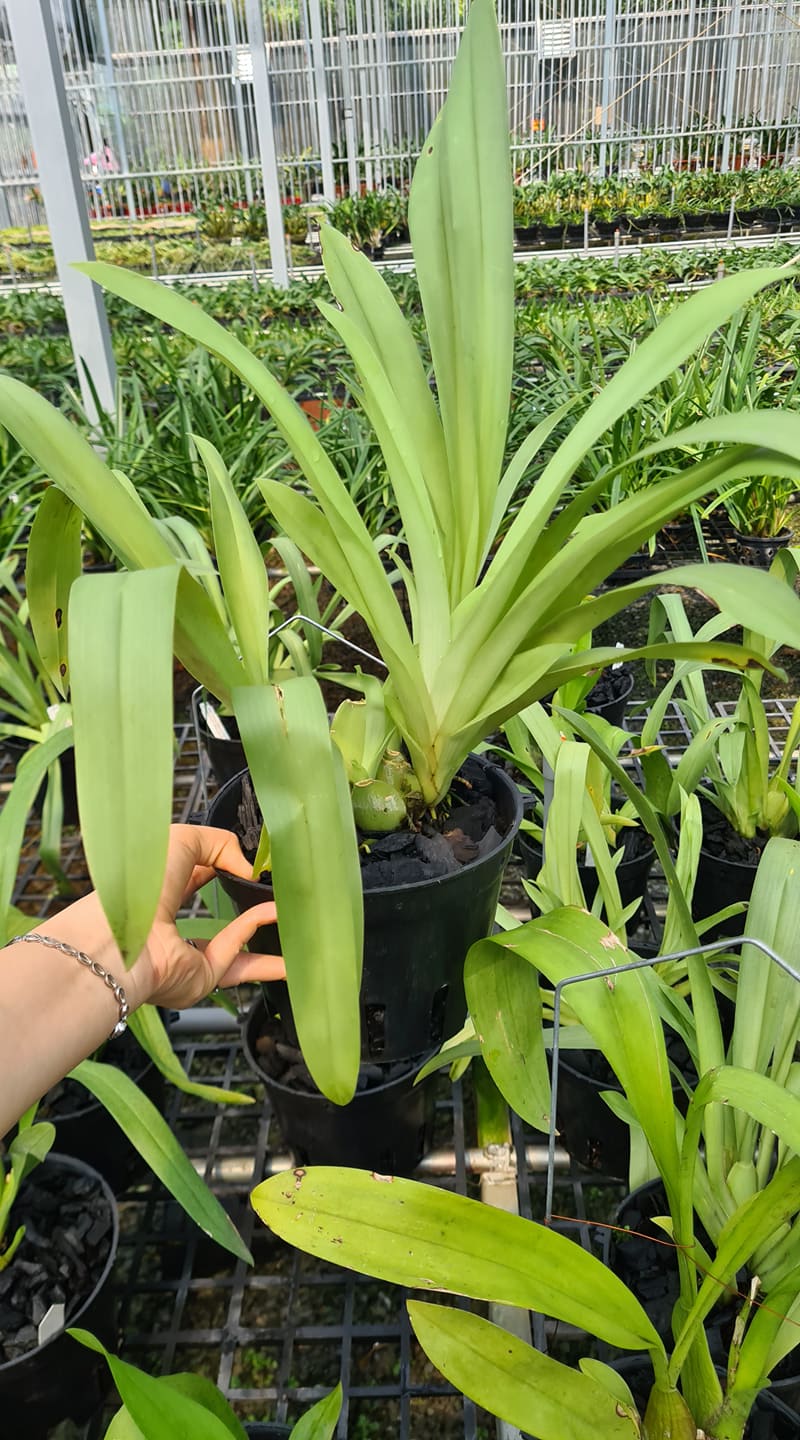 Hoa Lan Vũ Nữ MILTONIA ĐỎ- chậu trưởng thành