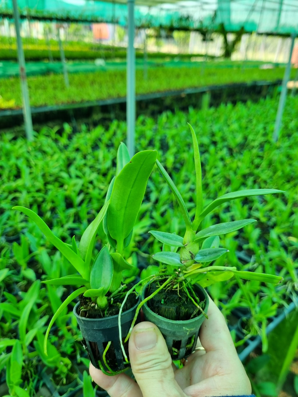 HOA LAN BÀ LIỄU XƯA