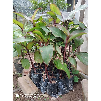 cây dong riềng đỏ - cây giống