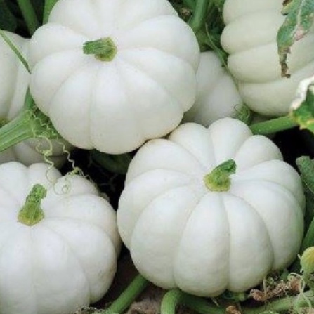 Hạt giống Bí Ngô tí hon, ( bí đỏ mini ) - H2T FARM