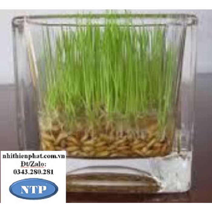 Hạt giống lúa trồng để bàn làm cảnh trang trí ngày tết
