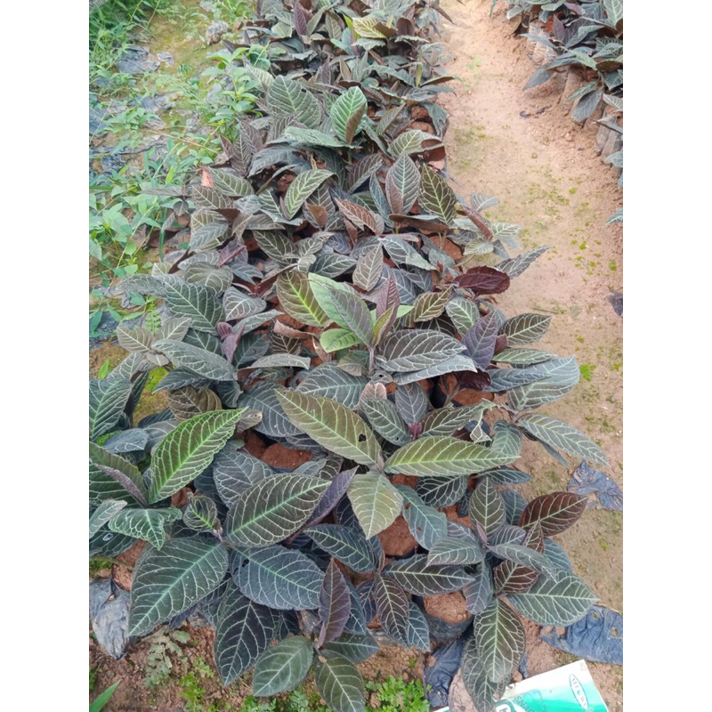 Cây giống khôi nhung tía