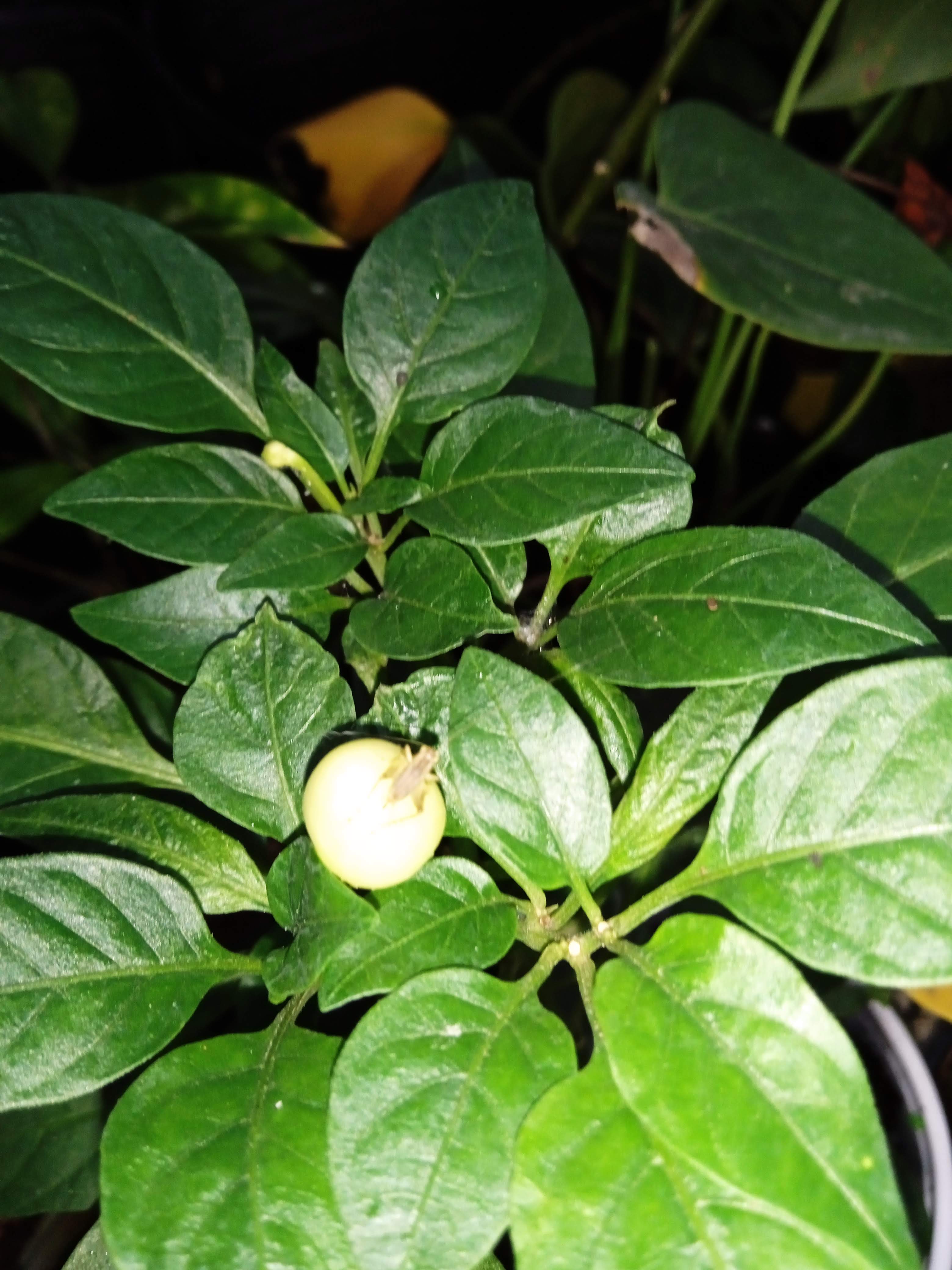 Cây Ớt ngũ sắc