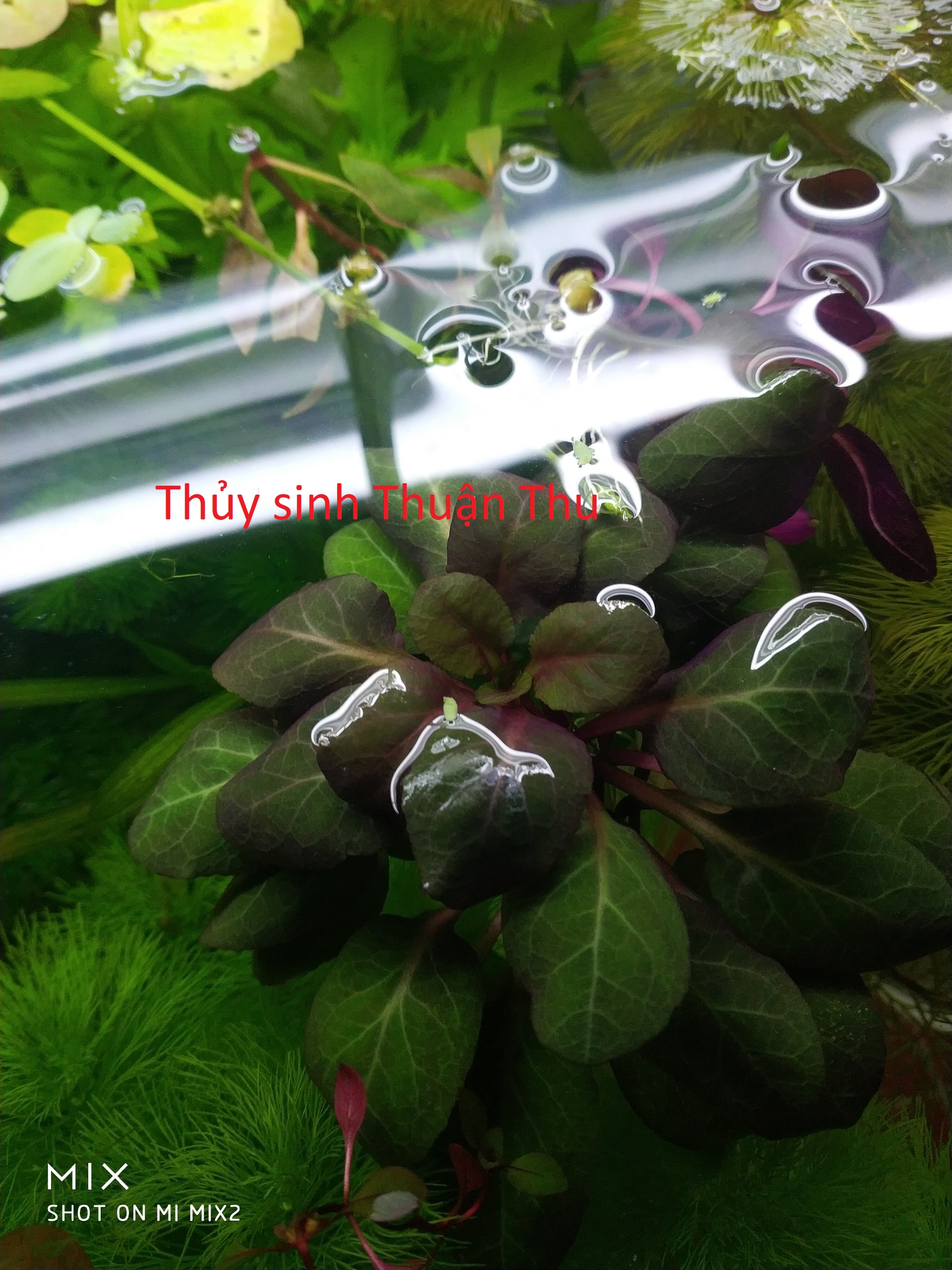 Hồng tím thủy sinh - cây thủy sinh cắt cắm tiền cảnh và trung cảnh đẹp dễ trồng