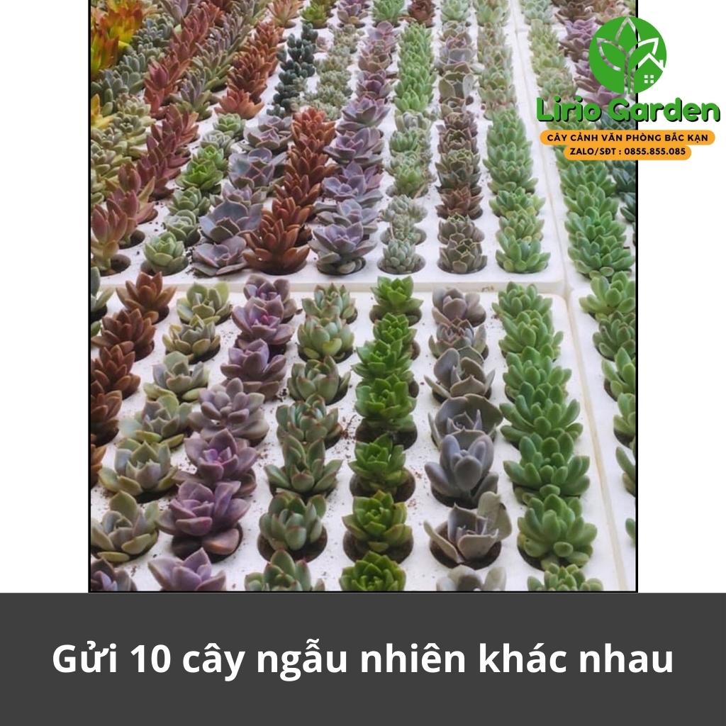 [ mua 10 tặng 1 ] Combo 10 cây sen đá vỉ size nhỏ