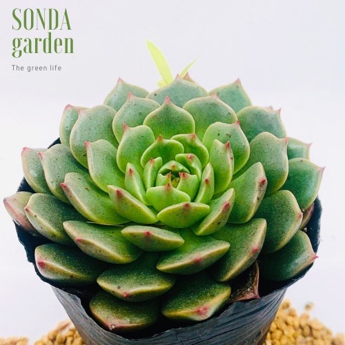 SEN ĐÁ RUBY LÁ NGẮN SIZE BÉ SIÊU KHỎE ĐẸP LỖI 1 ĐỔI 1