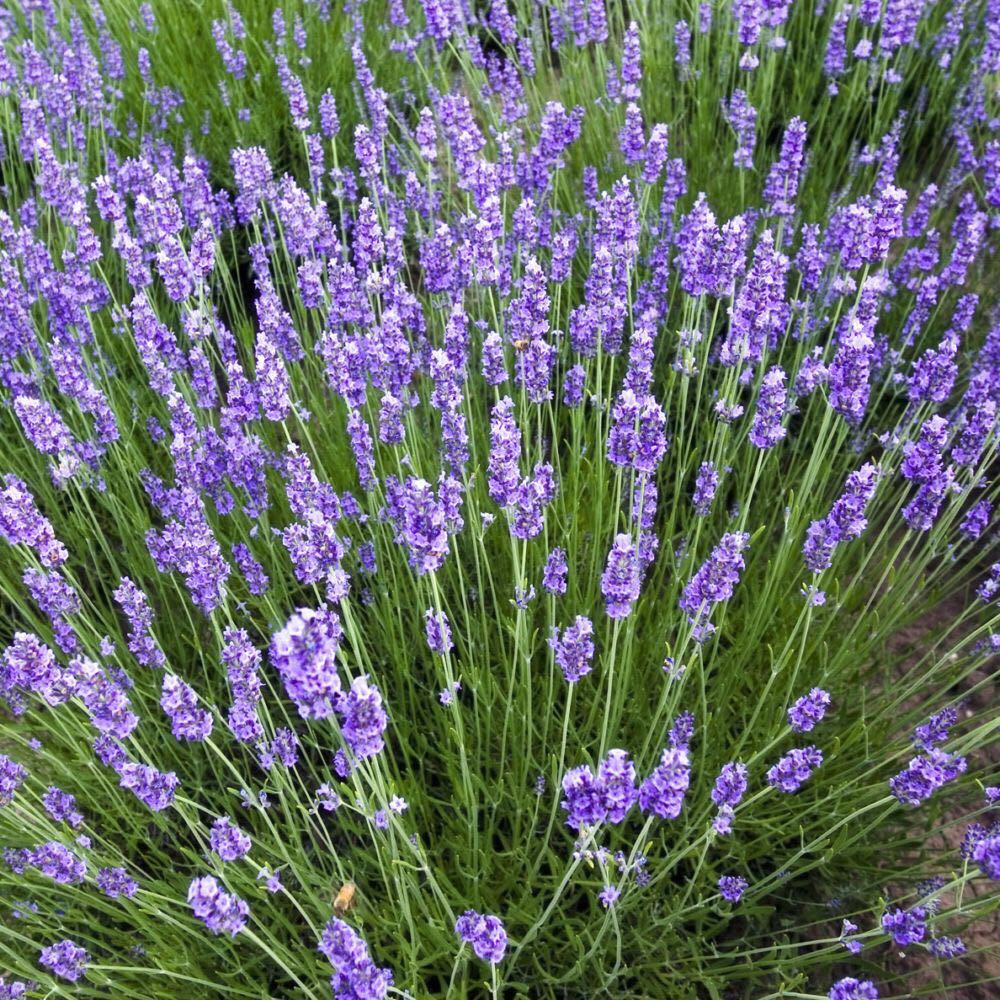 Dầu Lăn Hương Lavender Thái Lan 8ml