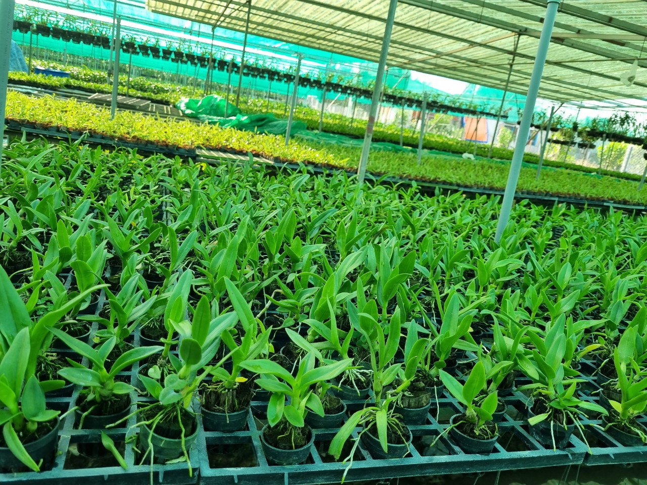 HOA LAN BÀ LIỄU XƯA