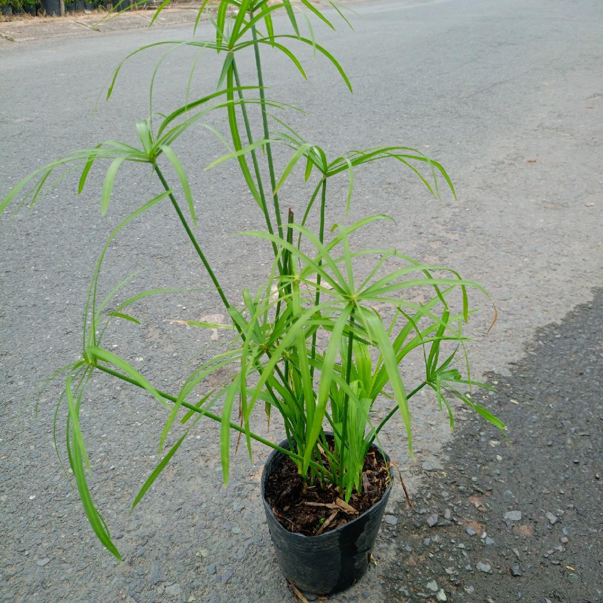 cây thủy trúc - cây trồng thủy sinh bán cạn