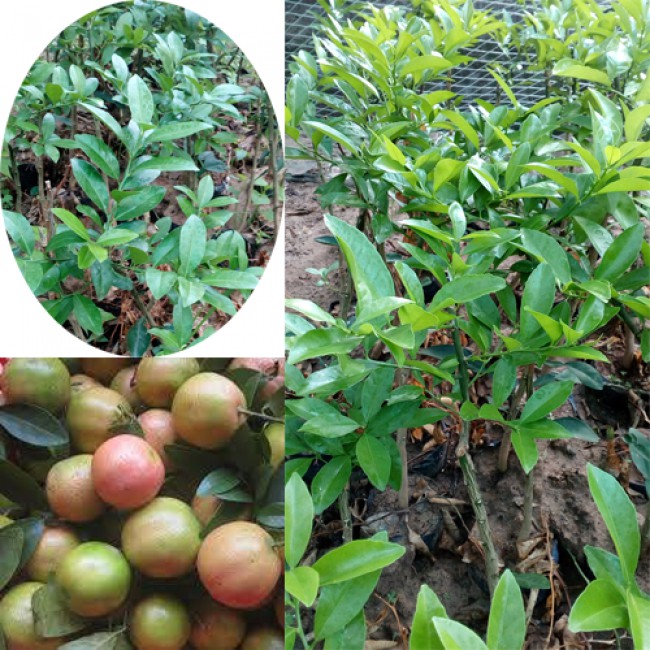 Cây giống chanh đào siêu quả siêu sớm