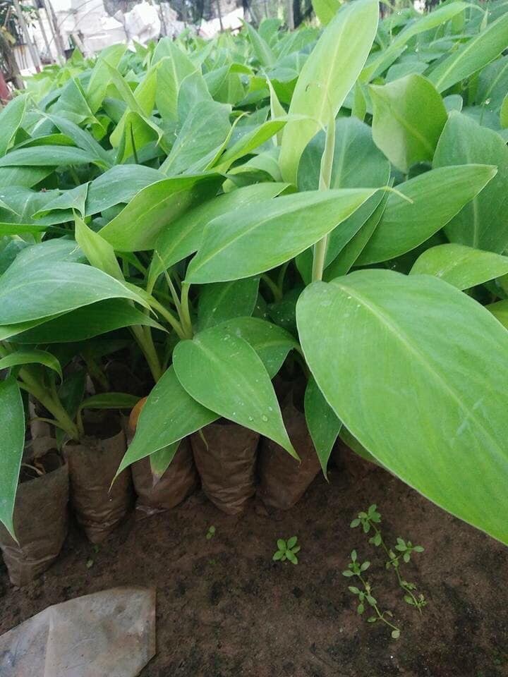 Cây giống Chuối Cau [ Dễ trồng, sinh trưởng tốt ].