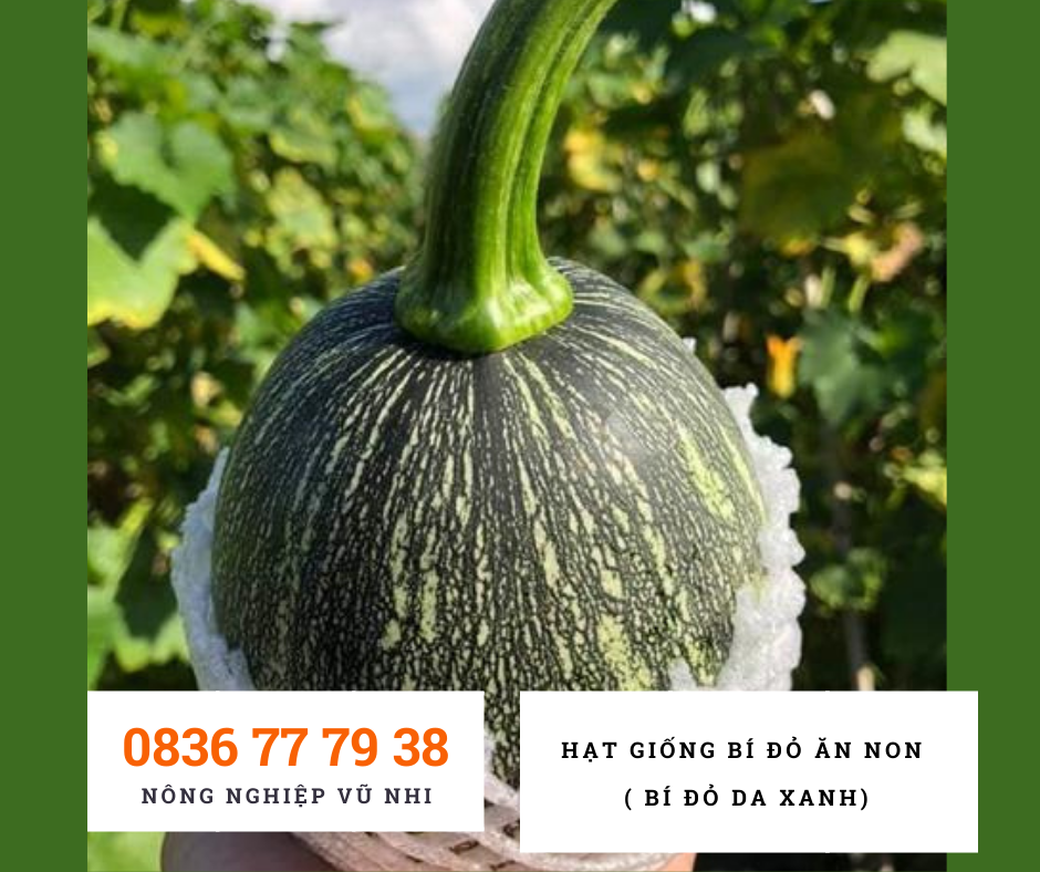 Hạt giống Bí Đỏ ăn non ( bí đỏ da xanh ) - hatgiong24h