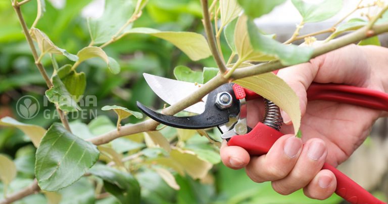 Kéo cắt cành Chikamasa PS-20R hàng Nhật
