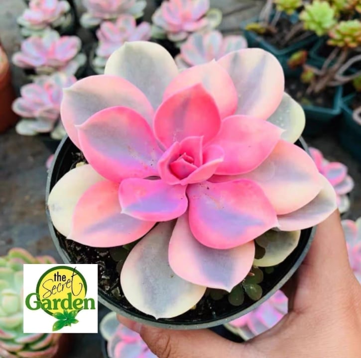 Echeveria Rainbow with FREE plastic pot, and garden soil (Semi Indoor