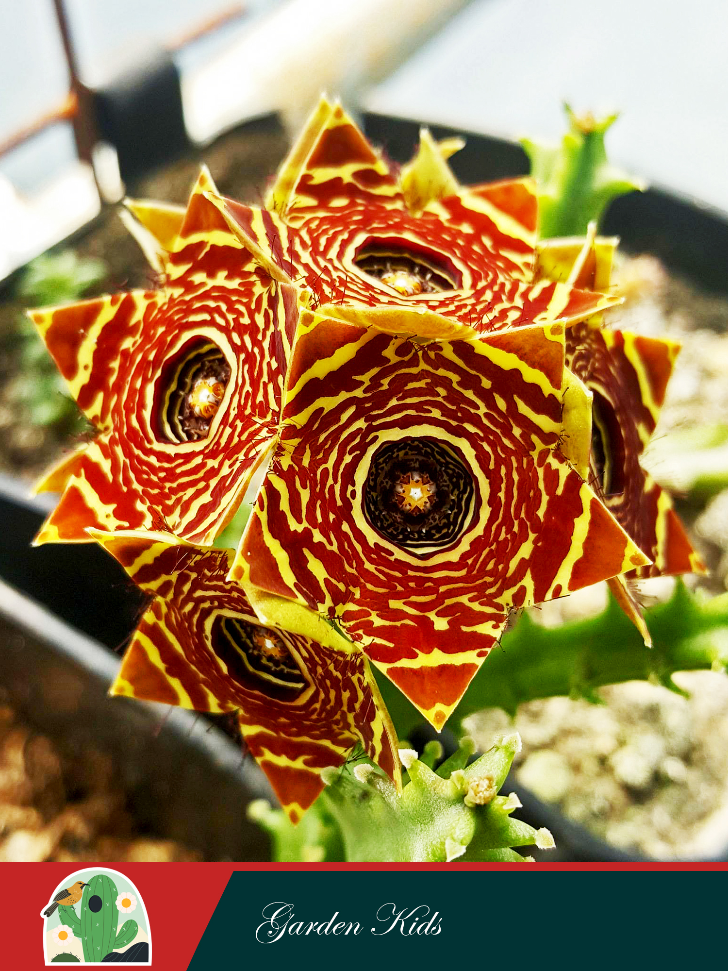 Xương rồng sao biển hoa chùm (Caralluma Crenulata)