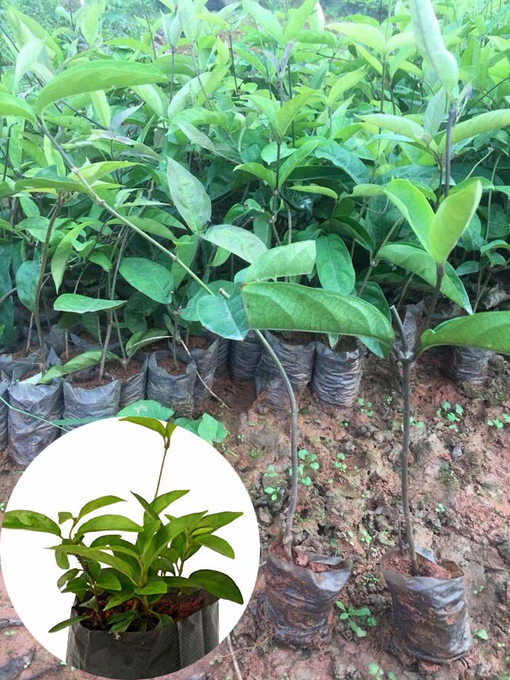 cây thìa canh lá lớn giống