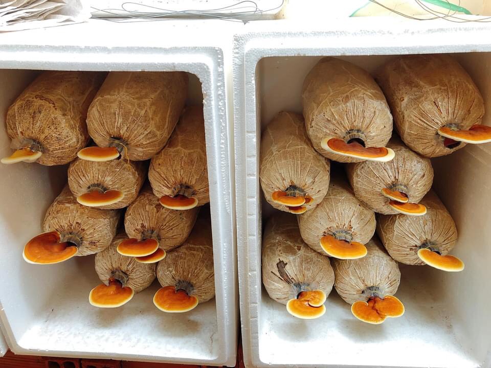 Phôi nấm Linh chi (01 kiện 03 bịch)