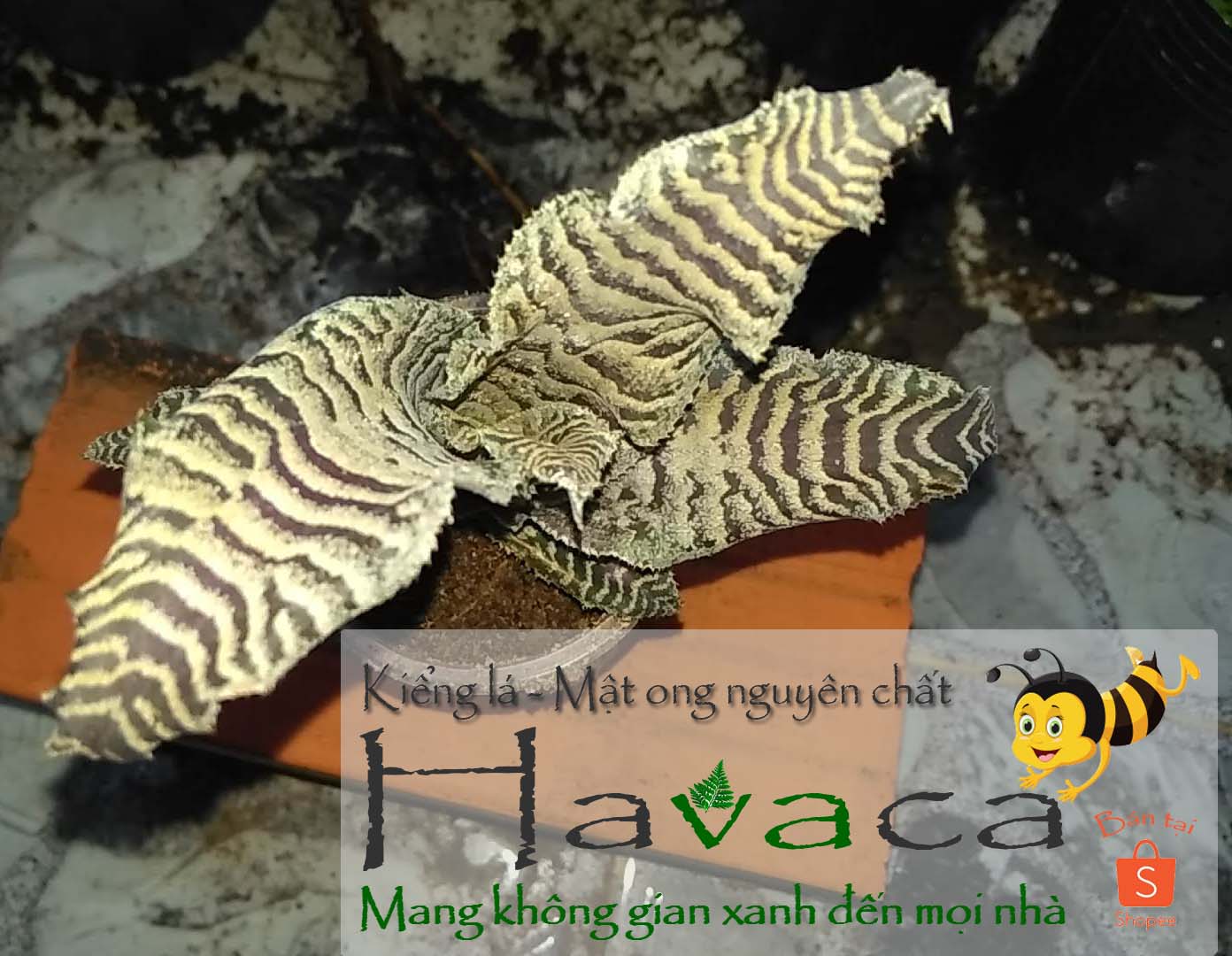 Cây dứa Lê Phụng Cơ - Da beo nâu