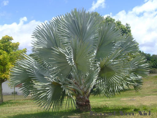 cây giống Cọ Bạc (kè bạc)