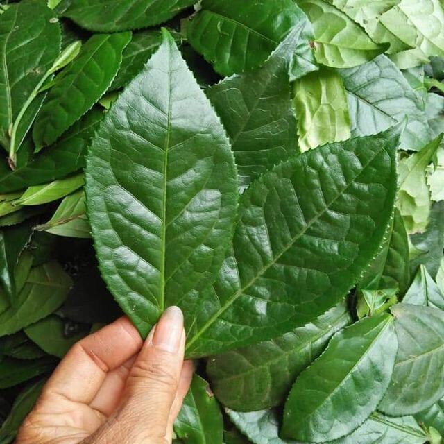 1kg lá chè xanh rừng tươi sạch, đã tuốt bỏ cành