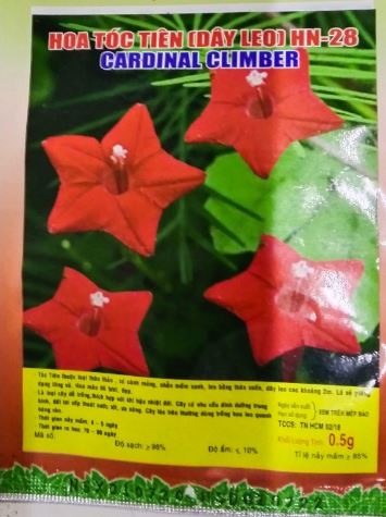 HẠT GIỐNG HOA TÓC TIÊN DẠNG LEO - GÓI 0,5 GRAM