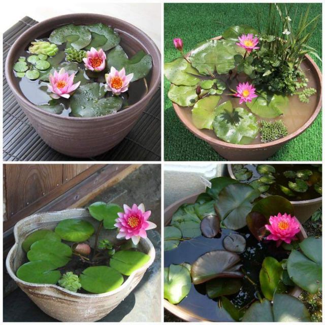 ( GỬI MIỀN BẮC- TRUNG ) Củ hoa súng Thái mini.