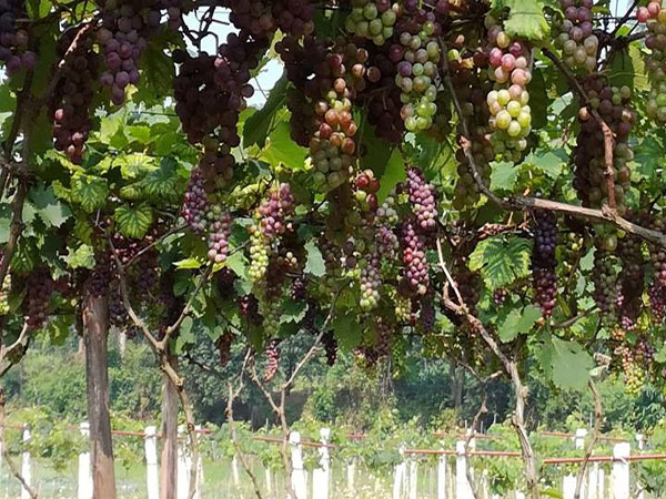 cây giống Nho Hạ Đen (Không Hạt)