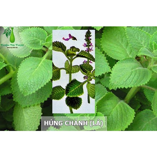CÂY GIỐNG HÚNG CHANH ( CÂY RAU TẦN LÁ DÀY )