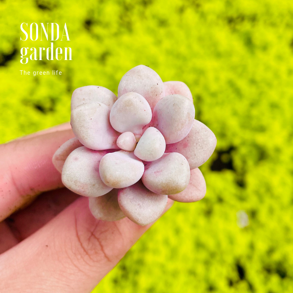 SEN SỎI HƯỜNG SIZE MINI LỖI 1 ĐỔI 1
