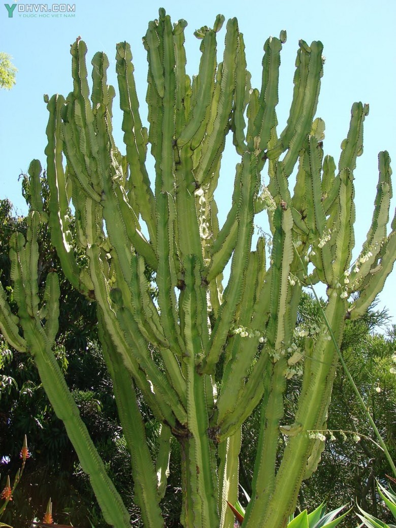 Xương rồng ba cạnh - 1 thân