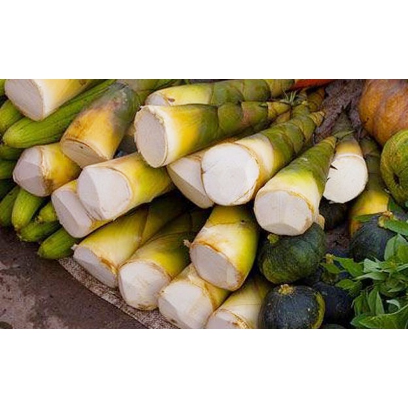 CÂY GIỐNG TRE lấy măng TRE BÁT ĐỘ
