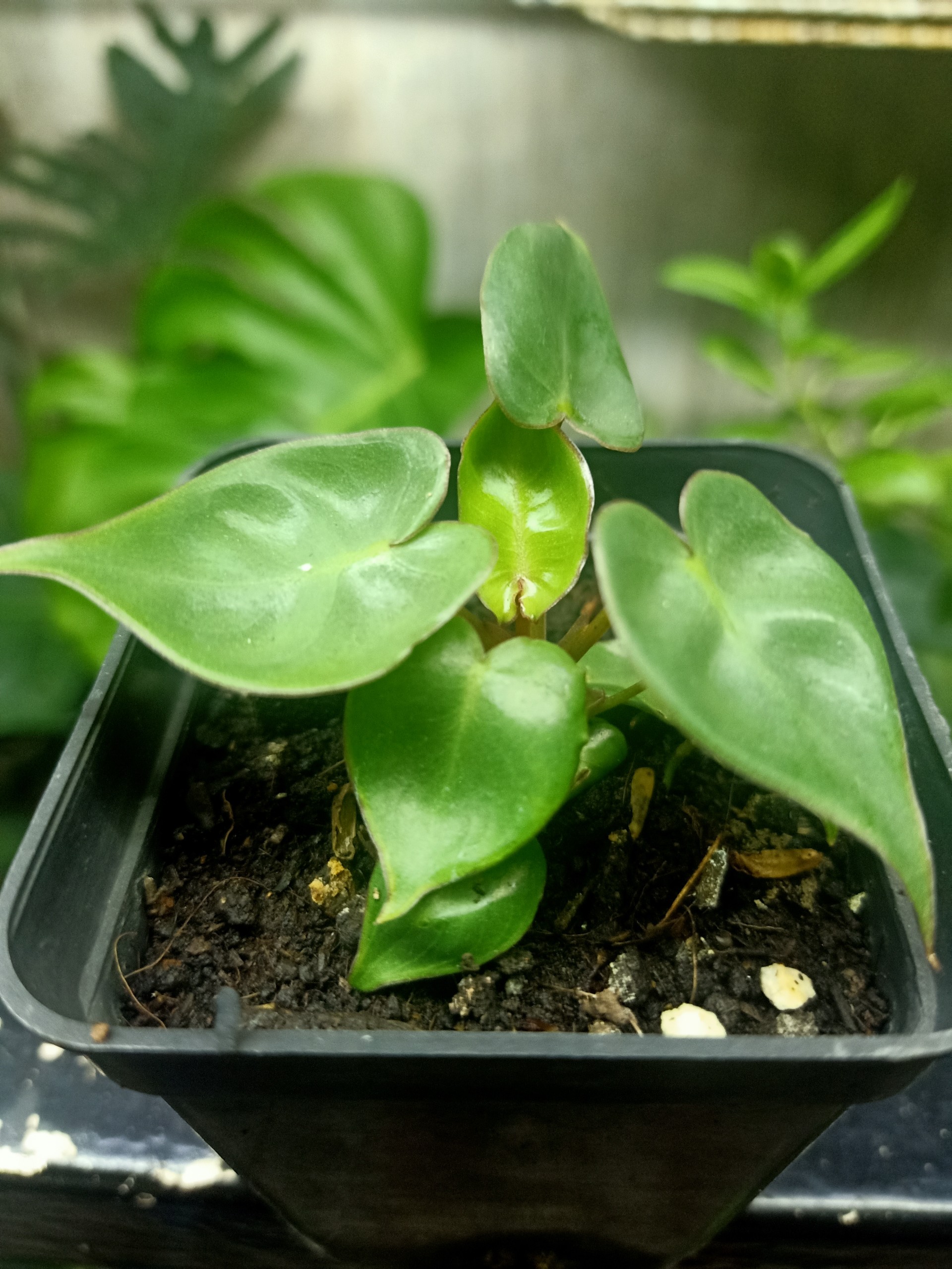 Hạc Cam (Philodendron Billitae)